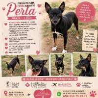 Adopta a Perla