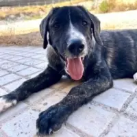 Adopta a Musa Bb