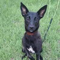 Adopta a Vega