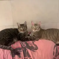 Adopta a Nemo (Adopción Conjunta)