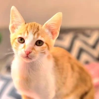 Adopta a Soren