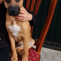 Adopta a Simba