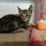 Adopta a Hansolo