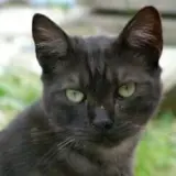 Adopta a Duno