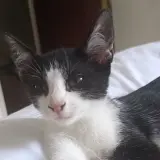 Adopta a Kaito