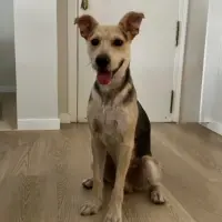 Adopta a Luca