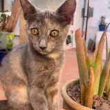Adopta a Isabella
