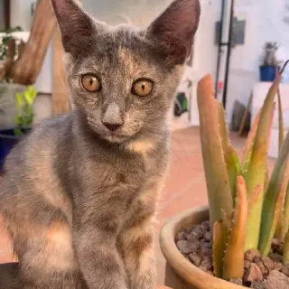 Isabella
