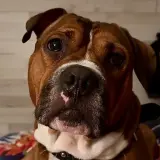 Adopta a Apolo