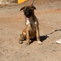 Adopta a Martina