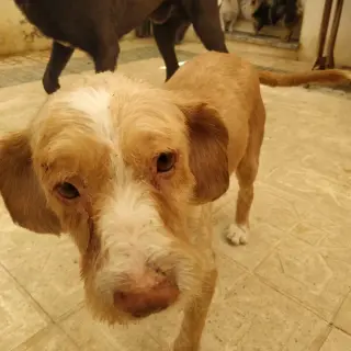 Jax