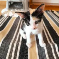 Adopta a Gatitos De 7 Semanas