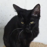 Adopta a Neko