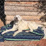 Adopta a Oso