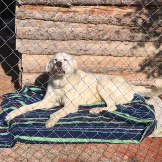 Oso