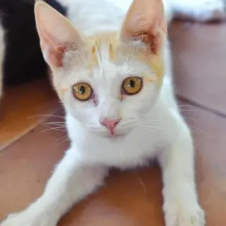 Rubi