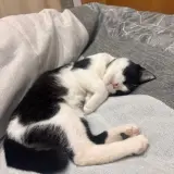 Adopta a Panda