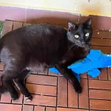 Adopta a Pandy