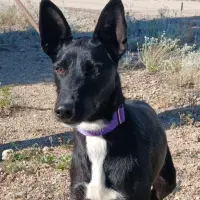Adopta a Chispa