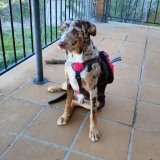 Adopta a Urgente Sköll