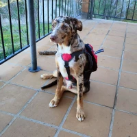 Adopta a Urgente Sköll