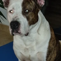 Adopta a Titan
