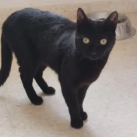 Adopta a Coocun