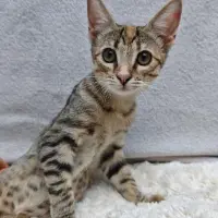 Adopta a Maya