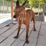 Adopta a Mamba