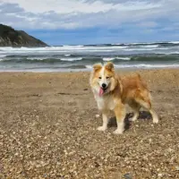 Adopta a Boli