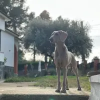 Adopta a Aloy
