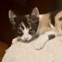 Adopta a Inski