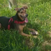 Adopta a Muchacha