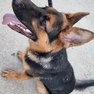 Eko