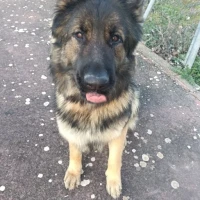 Adopta a Kuska