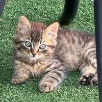 Adopta a Precioso
