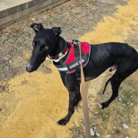 Adopta a Fénix-Galgo En Adopción, Tlf 645978718