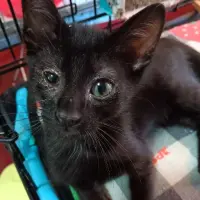 Adopta a Momo