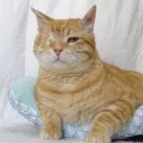 Adopta a Garfio