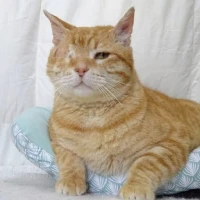 Adopta a Garfio