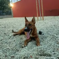 Adopta a Iska