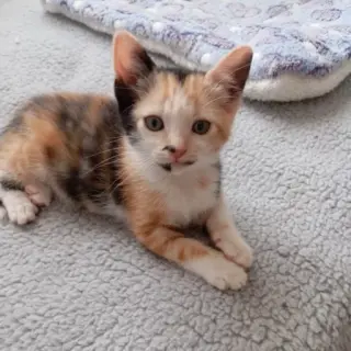 Kais🐈