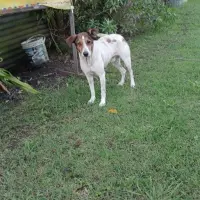Adopta a Manolo