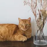 Adopta a Tiger
