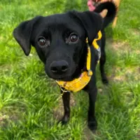 Adopta a Augusto