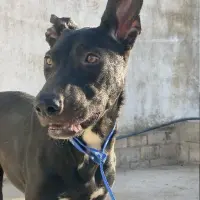 Adopta a Nieves