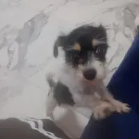 Adopta a Luna