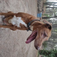 Adopta a Carlos Enrique Sánchez López