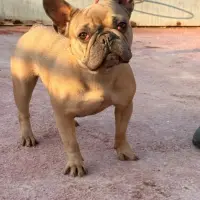 Adopta a Isabella