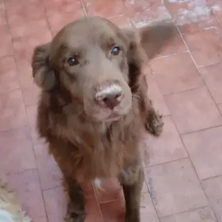 Narco